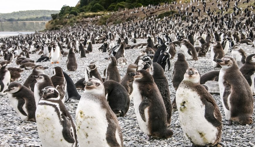 temporada de pingüinos en Ushuaia