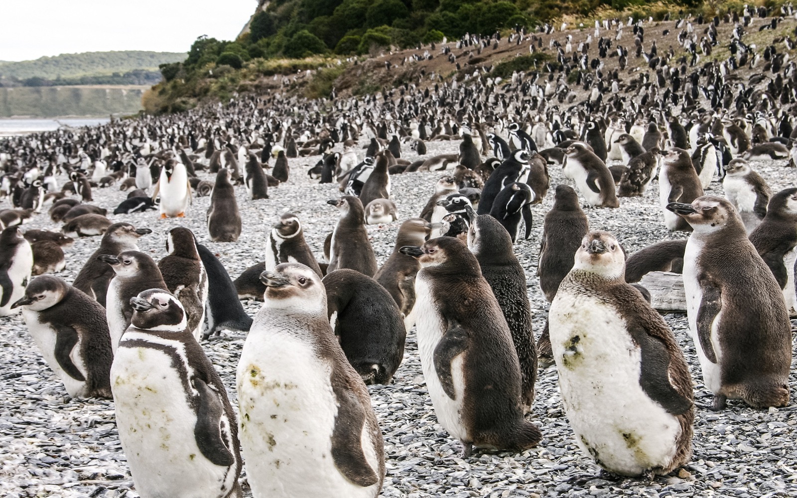 temporada de pingüinos en Ushuaia