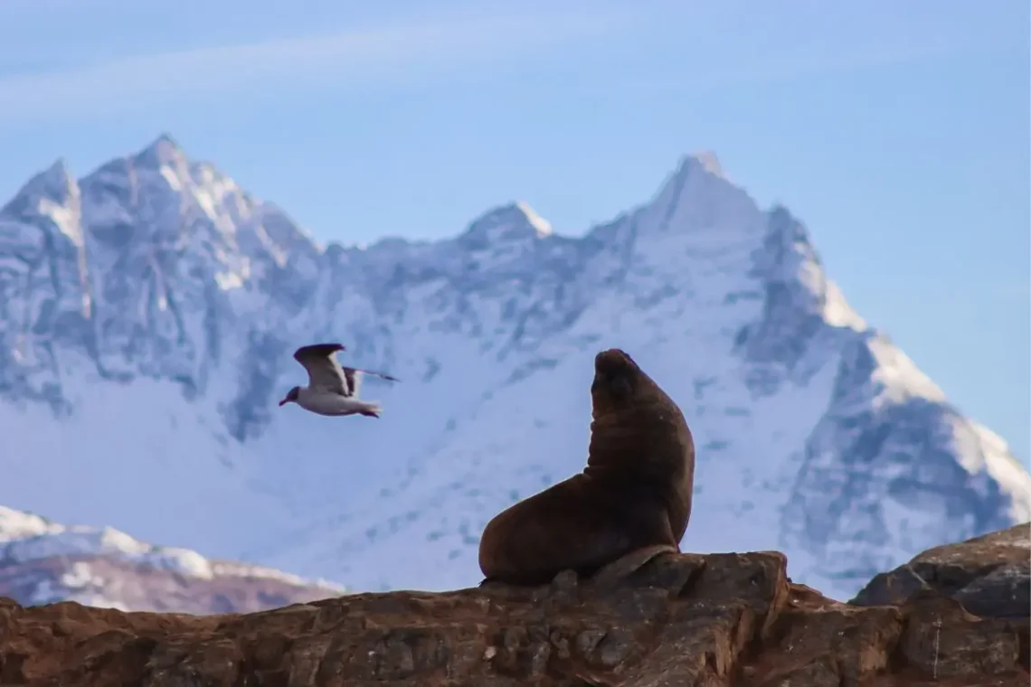 Lobos en el Canal Beagle