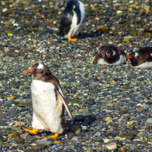 Parque Nacional Tierra del Fuego + Pinguinera
