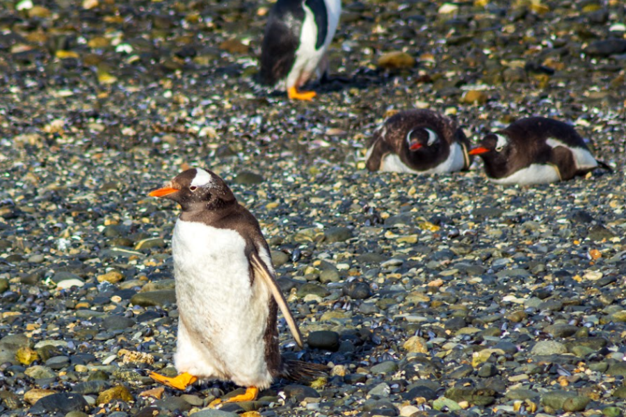 Parque Nacional Tierra del Fuego + Pinguinera