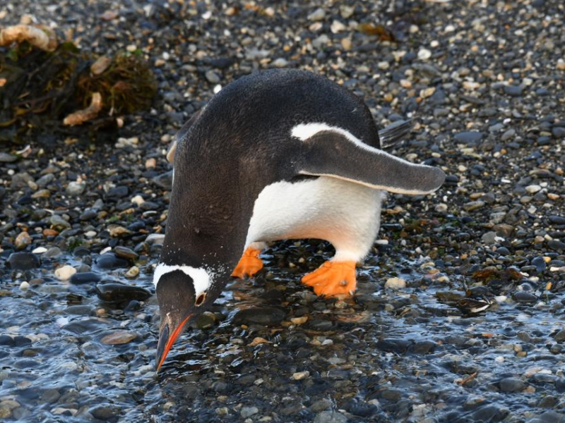 Navegación Pingüinera – Verano