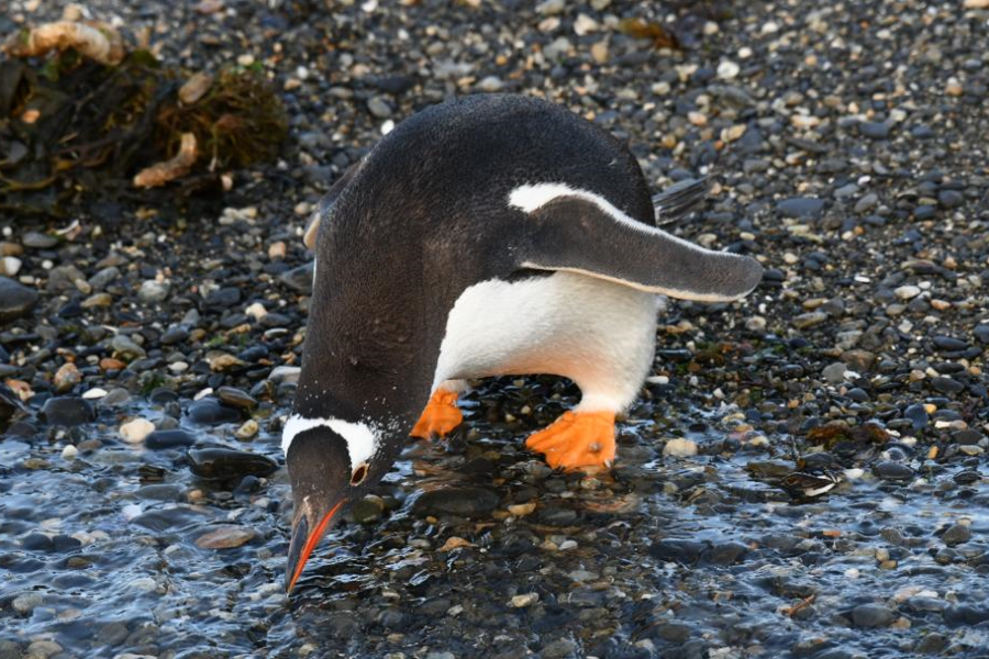 Navegación Pingüinera – Verano