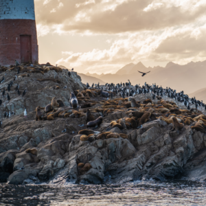 Navegación por el Canal Beagle hasta el Faro