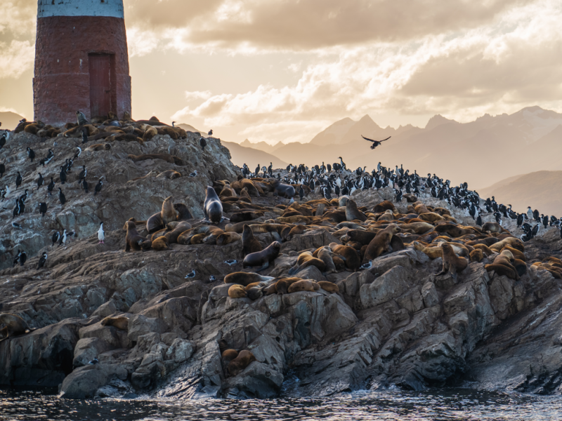 Navegación por el Canal Beagle hasta el Faro