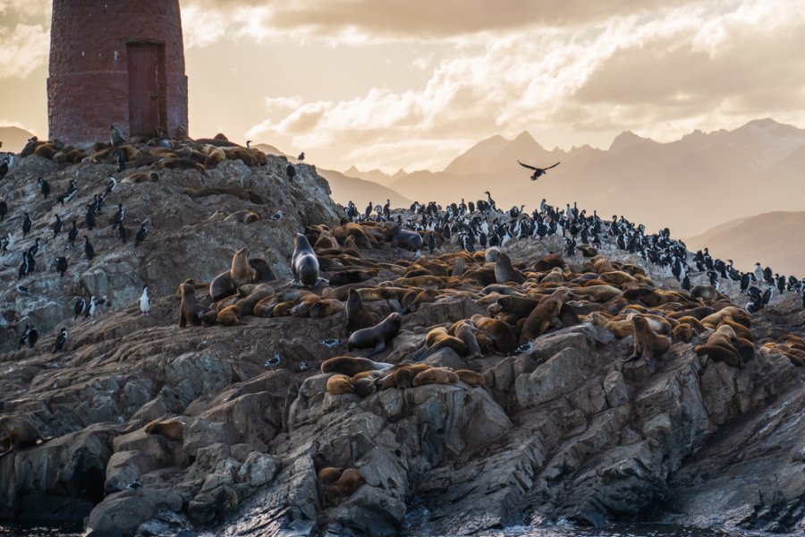 Navegación por el Canal Beagle hasta el Faro