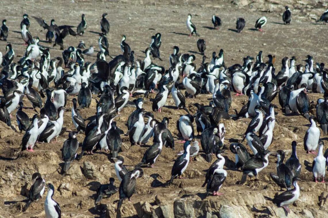 Pinguinera 12