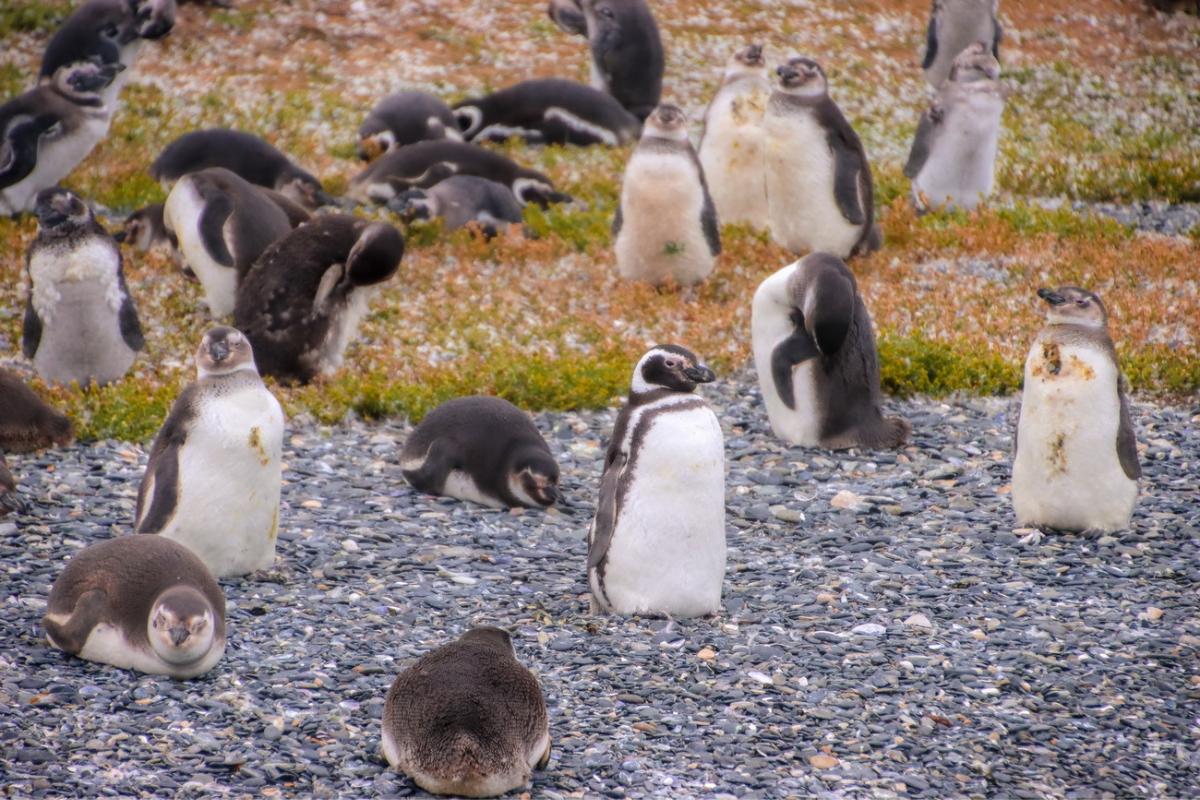 pinguinera