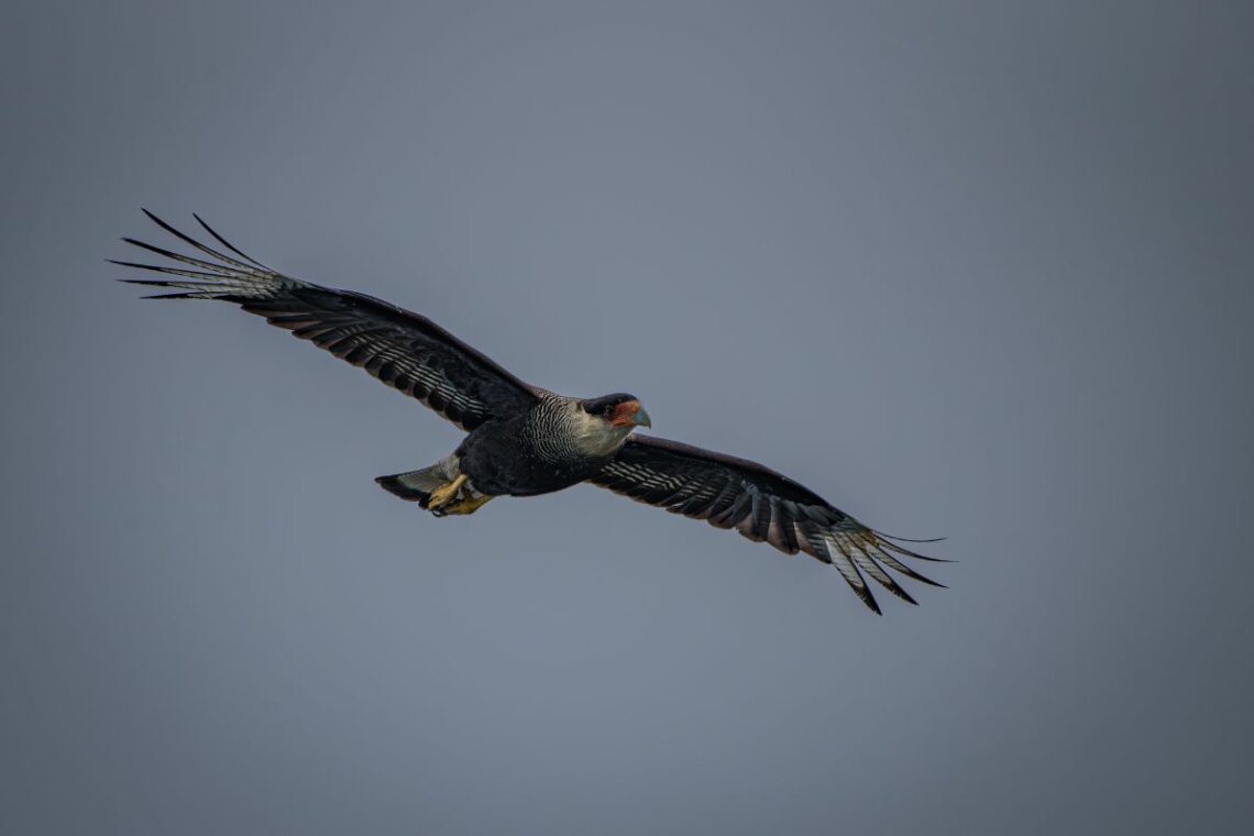 condor