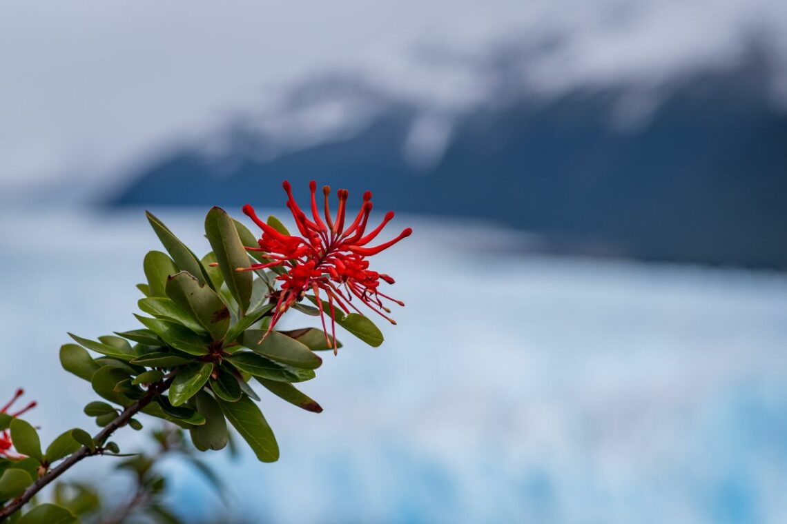 flores en el calafate