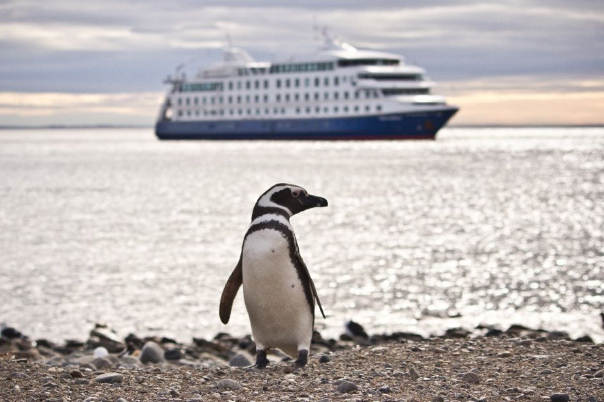 Cruceros Australis PUNTA ARENAS - USHUAIA | 4 NOCHES - Imagen 22