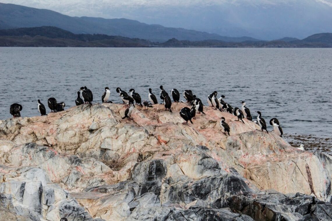 la isla de los pajaros canal beagle