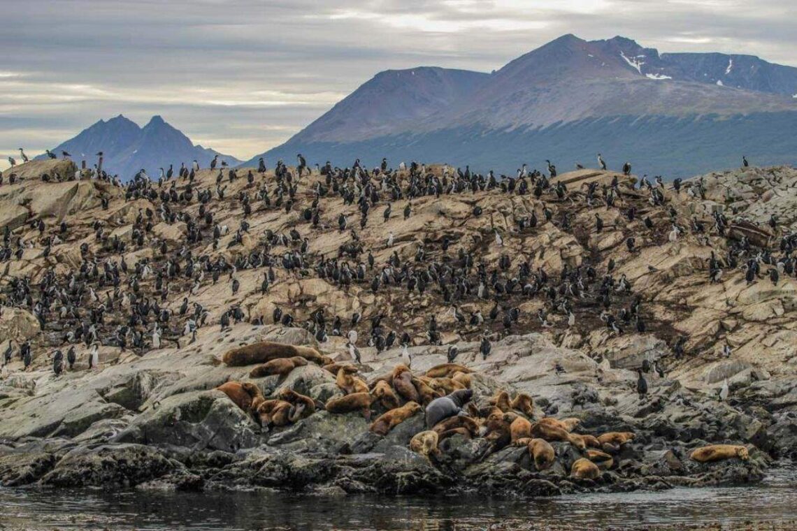 canal beagle