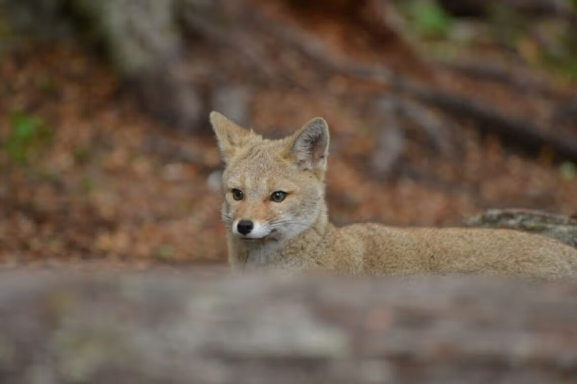 fauna en el parque